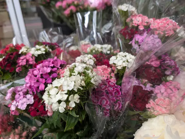 Bild 1 von Blumen